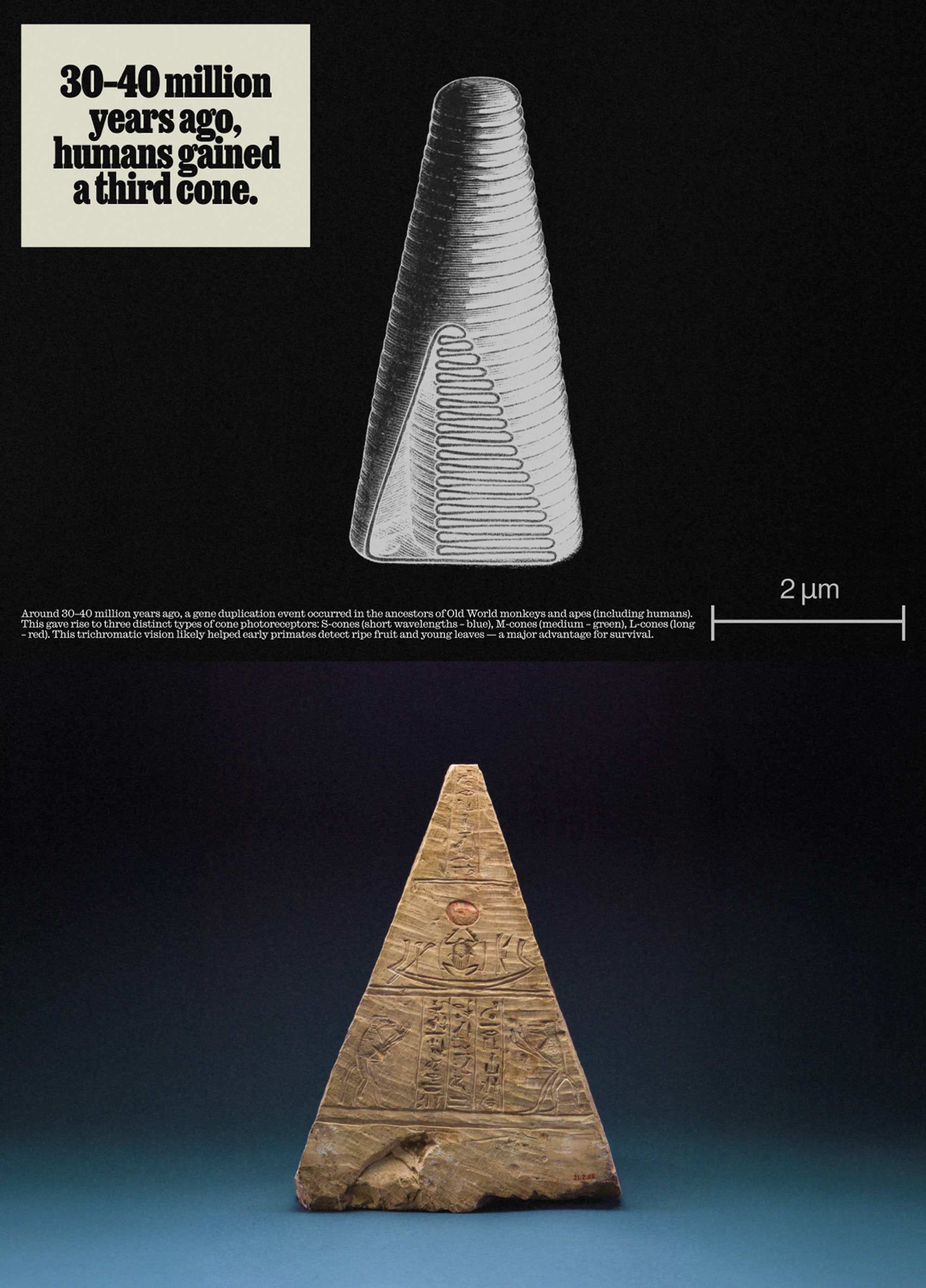 Cone in a human eye / Pyramidion of Iufaa, 664–525 B.C.